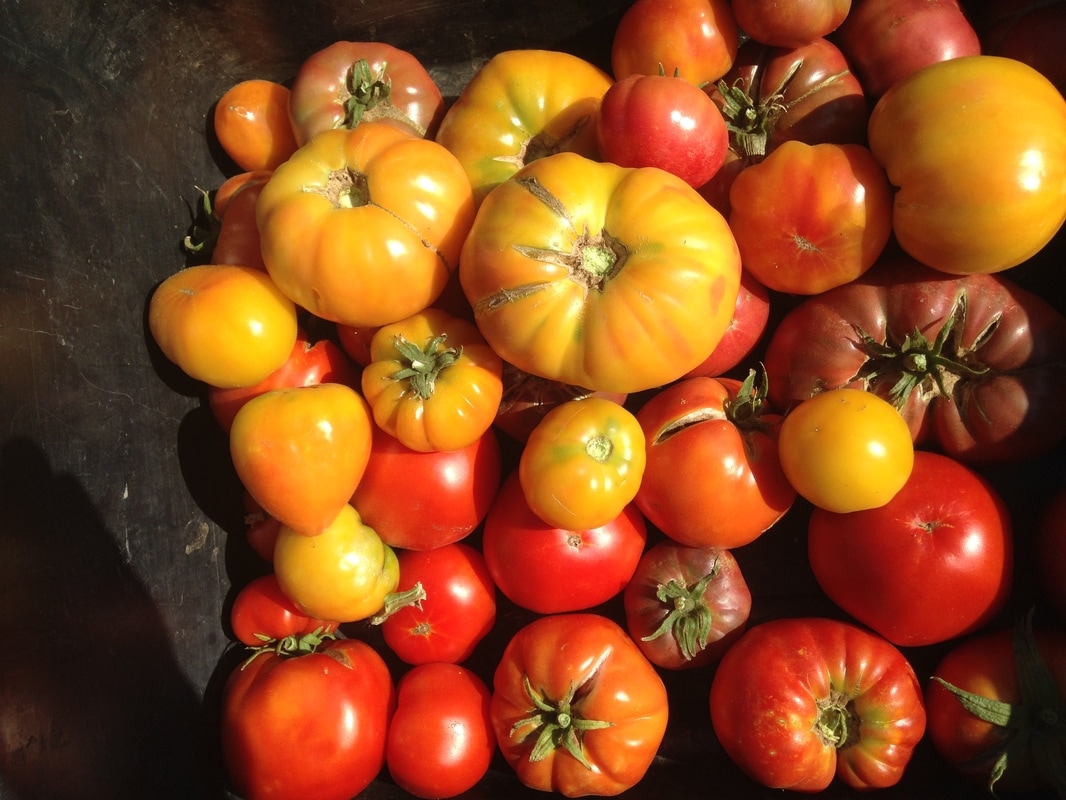 Frontier Farm Co. - Uses natural growing practices, carrots, eggplant, herbs/spices, peppers, pumpkins, tomatoes